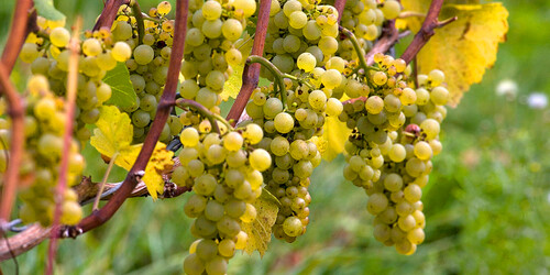 Müller-Thurgau Reben am Bodensee