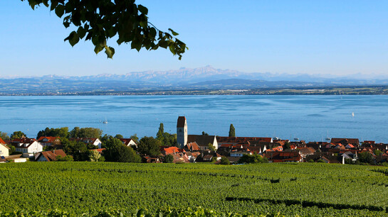 Hagnauer Weinberge