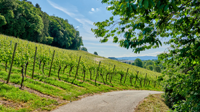 Wein am Bodensee | © DBT / Florian Trykowski