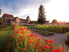 Münster St. Maria und Markus mit Kräutergarten auf der Insel Reichenau am Bodensee