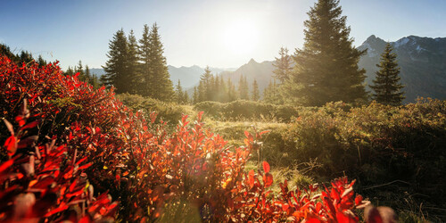 Bunter Herbst im Montafon  | © © Andreas Haller – Montafon Tourismus