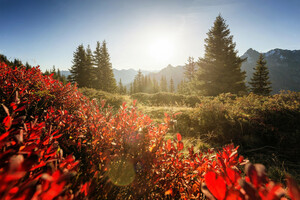 Bunter Herbst im Montafon  | © © Andreas Haller – Montafon Tourismus