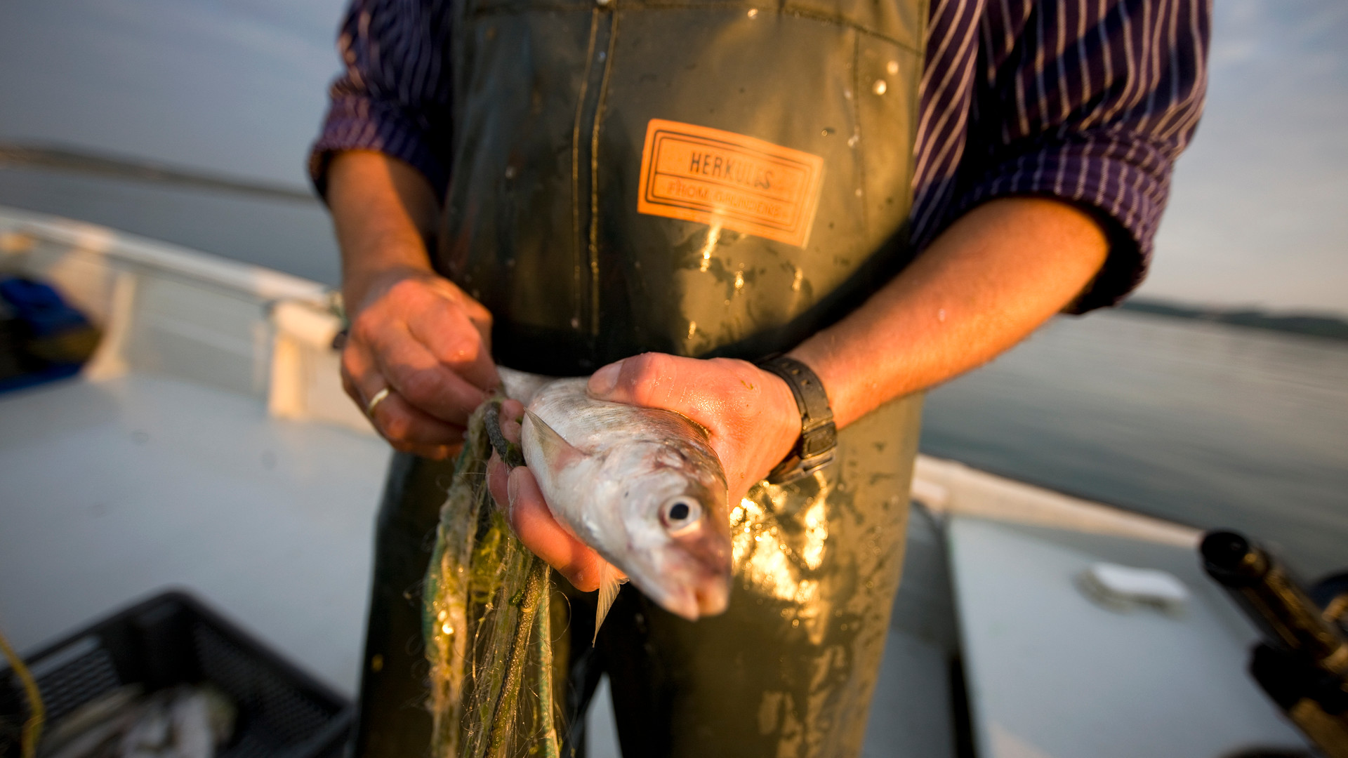 Lake Constance Fish Weeks