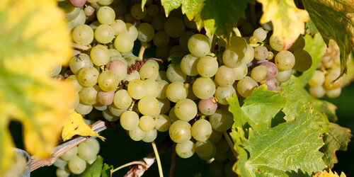 Weinreben am Bodensee