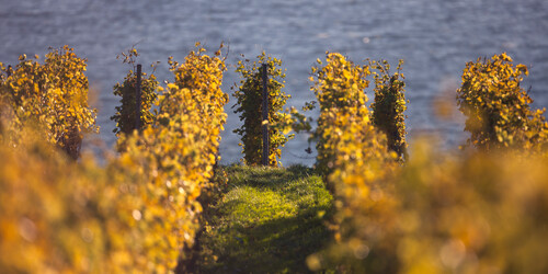 Weinreben am Bodensee