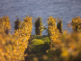 Weinreben am Bodensee